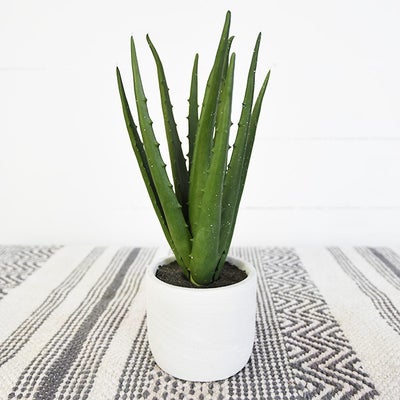 Aloe in White Pot